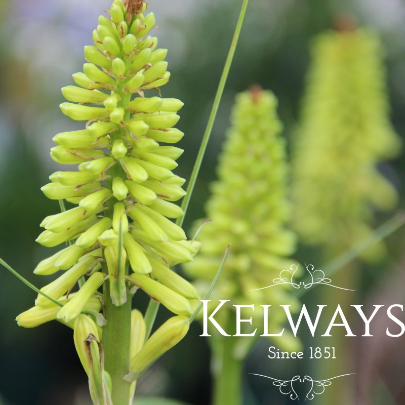 Kniphofia 'Lemon Popsicle' PBR (Popsicle Series)