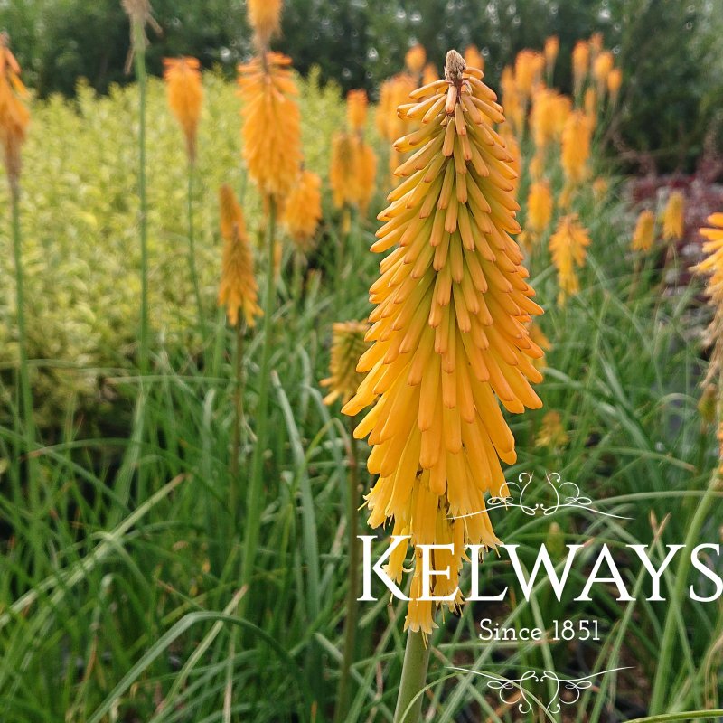 Kniphofia 'Mango Popsicle' ( Popsicle Series)
