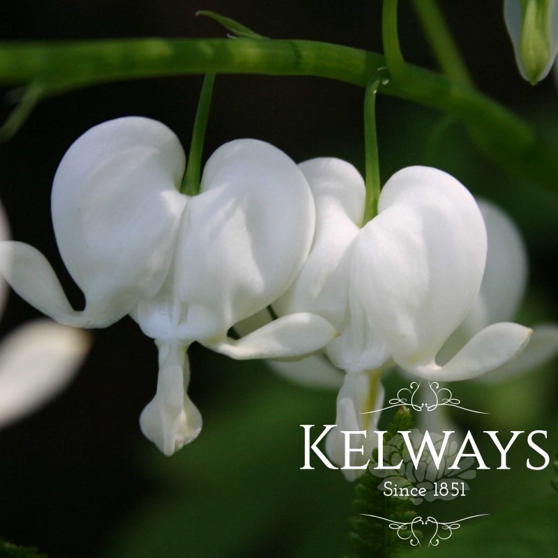 Lamprocapnos spectabilis 'Alba'