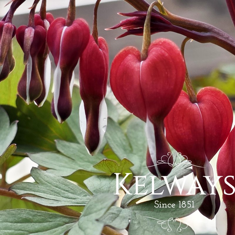 Lamprocapnos spectabilis Valentine ('Hordival' PBR)