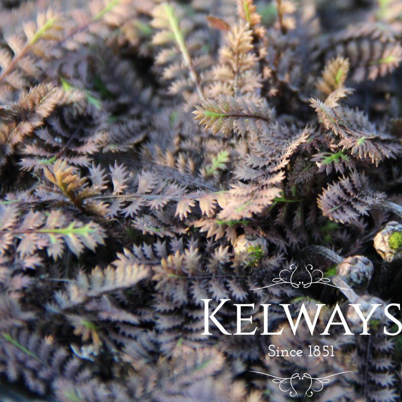 Leptinella squalida 'Platt's Black'