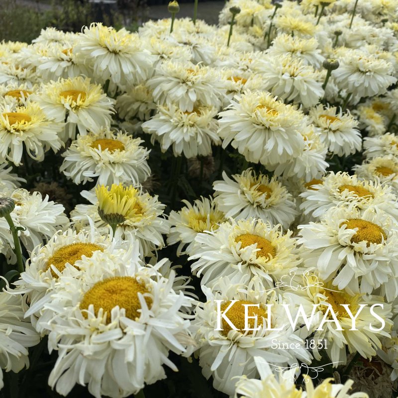 Leucanthemum x supernum 'Real Charmer' PBR (Realflor Medium Series)