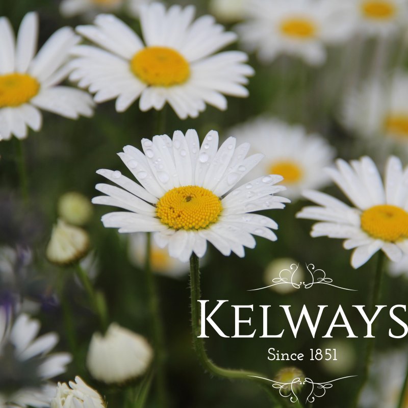 Leucanthemum vulgare