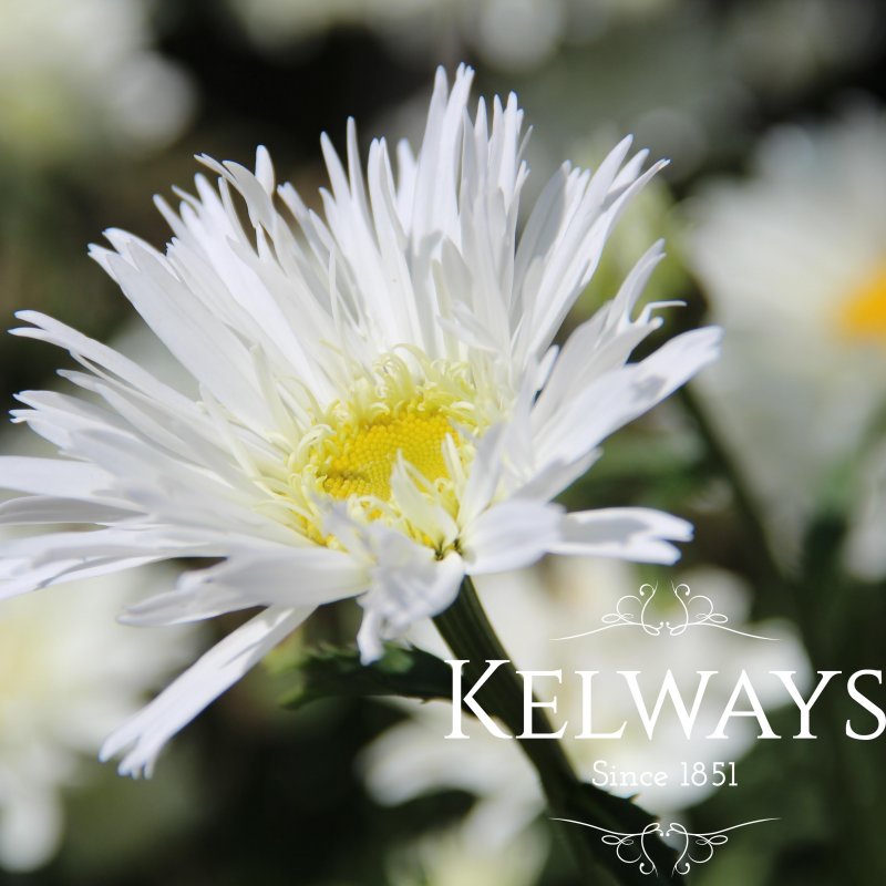 Leucanthemum x superbum 'Aglaia' (d)
