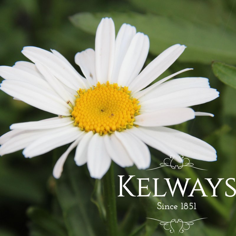 Leucanthemum x superbum 'Silberprinzesschen'