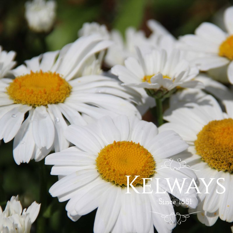 Leucanthemum x superbum 'Snow Lady'