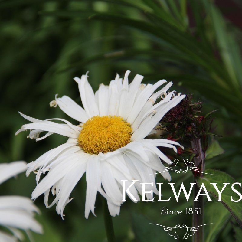Leucanthemum x superbum 'Snowdrift'
