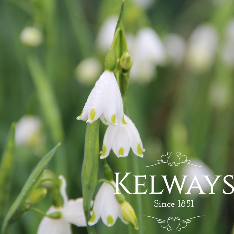 Leucojum aestivum 'Gravetye Giant' (7 bulbs)