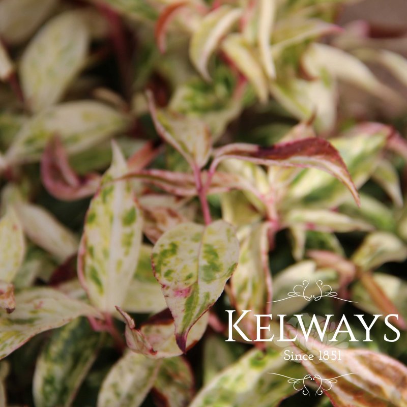 Leucothoe Makijaz