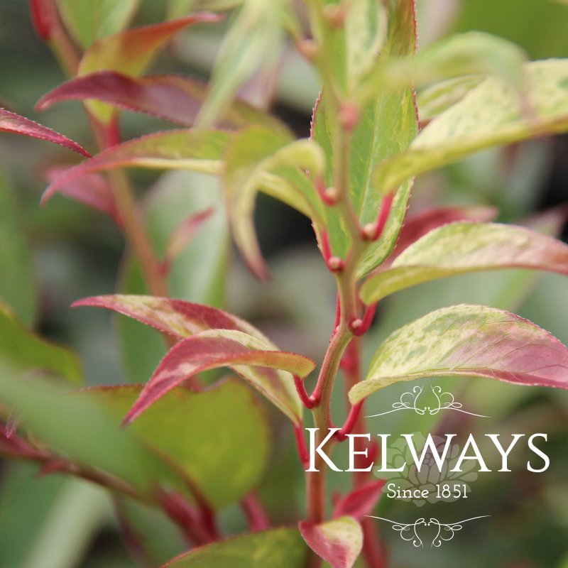 Leucothoe Rainbow
