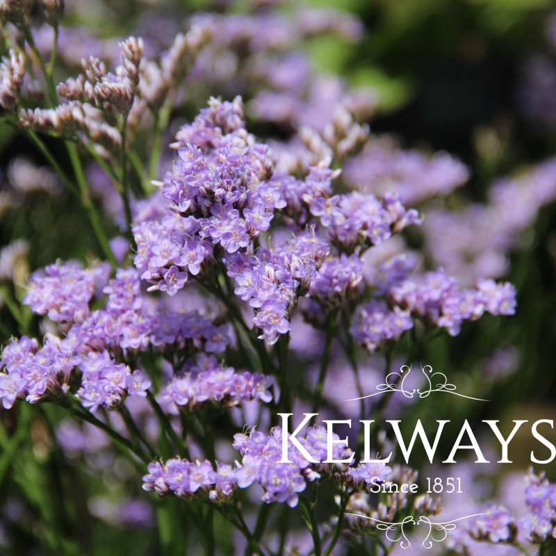 Limonium coriarium 'Robert Butler'