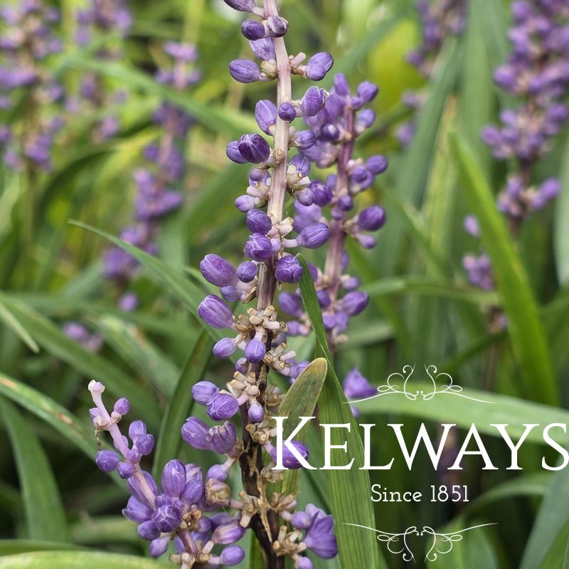 Liriope muscari 'Big Blue' (3 litre pot)