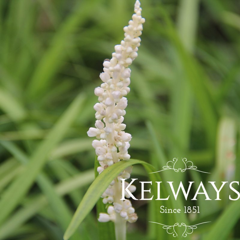 Liriope muscari 'Monroe White' (3 litre pot)