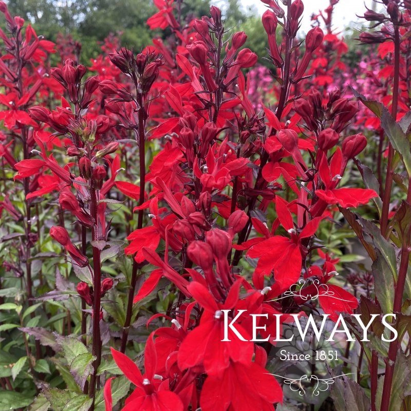 Lobelia Fan Scarlet