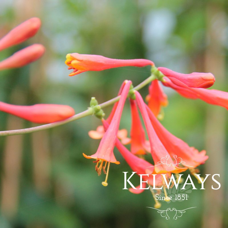 Lonicera x brownii 'Dropmore Scarlet'