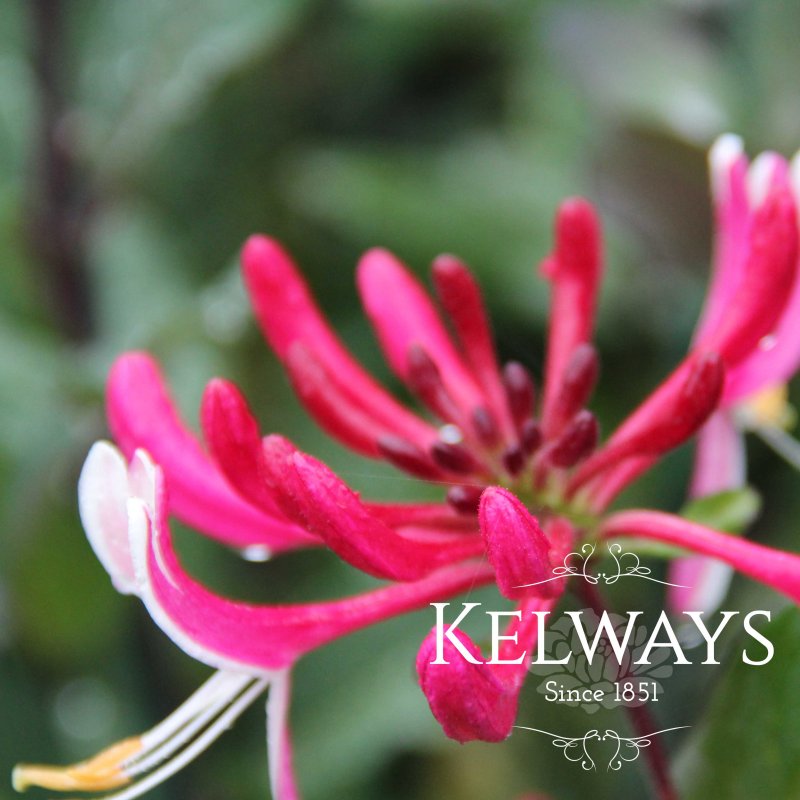 Lonicera periclymenum 'Serotina'