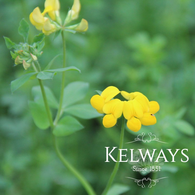 Lotus corniculatus