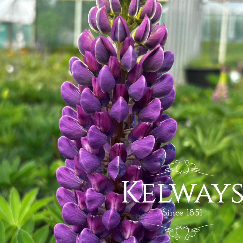 Lupinus 'Gallery Blue' (Gallery Series)