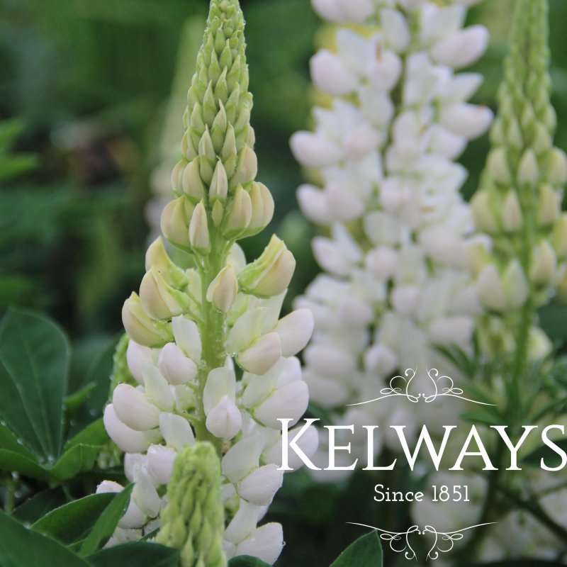 Lupinus 'Gallery White' (Gallery Series)
