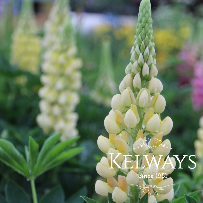 Lupinus 'Gallery Yellow' (Gallery Series)