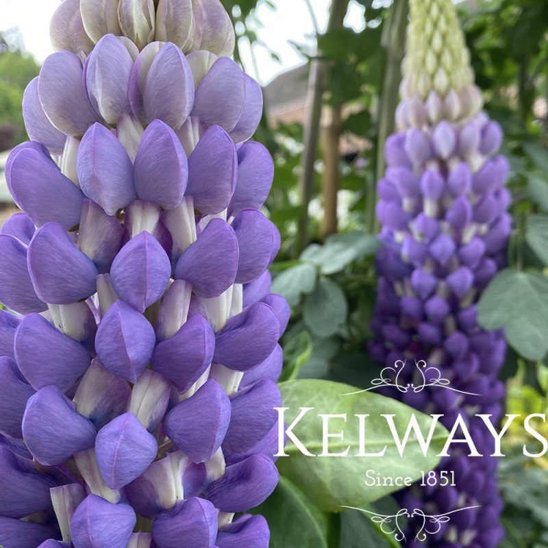 Lupinus 'Persian Slipper' PBR