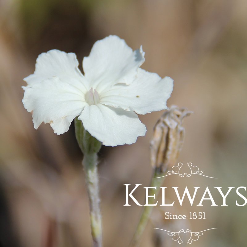 Silene coronaria 'Alba'