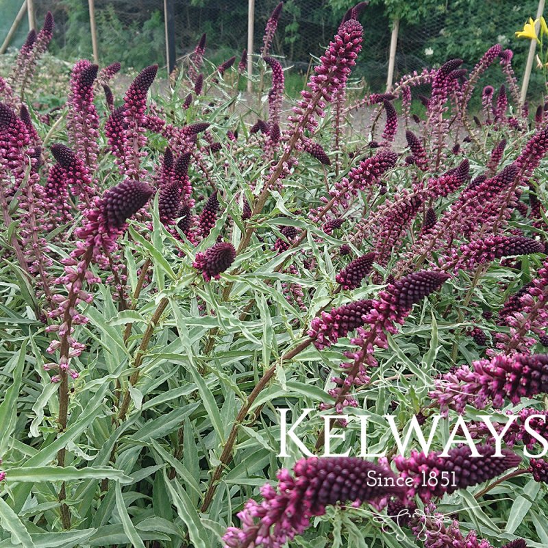 Lysimachia atropurpurea 'Beaujolais'