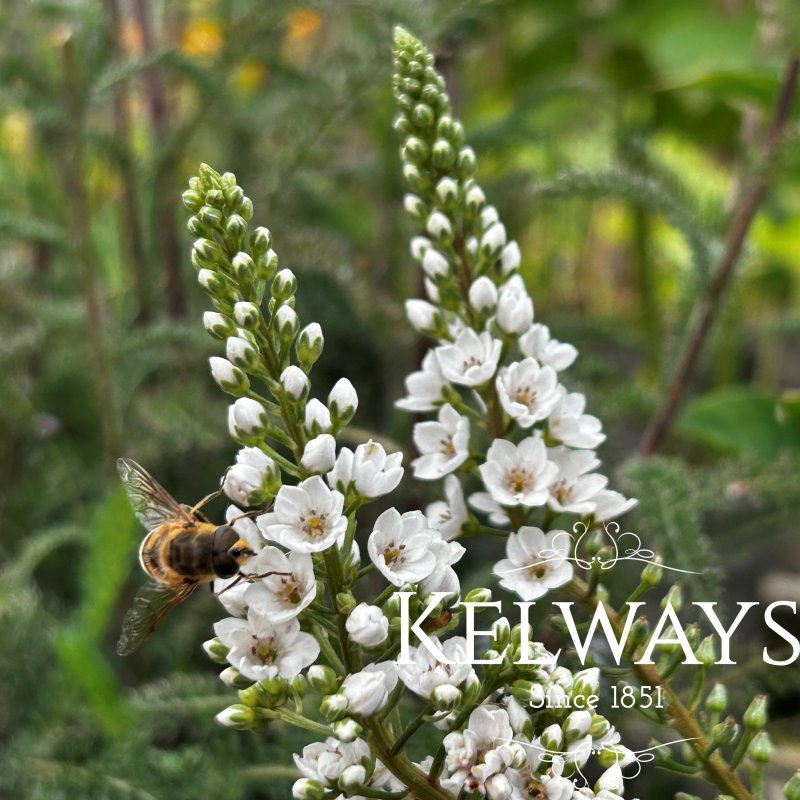 Lysimachia Candela ('Innlyscand')