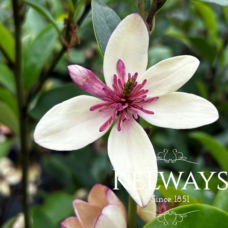 Magnolia White Caviar ('Micwc')