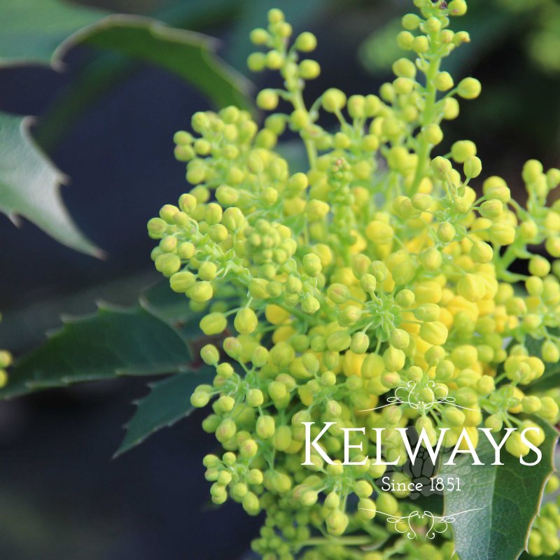 Mahonia aquifolium 'Apollo'