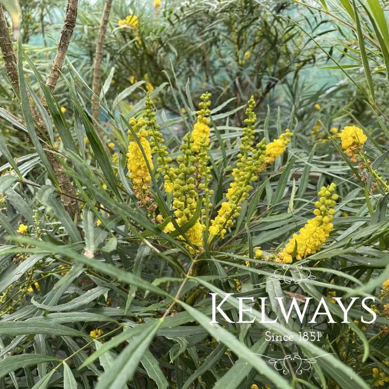 Mahonia eurybracteata subsp. ganpinensis 'Soft Caress' (3 litre pot)