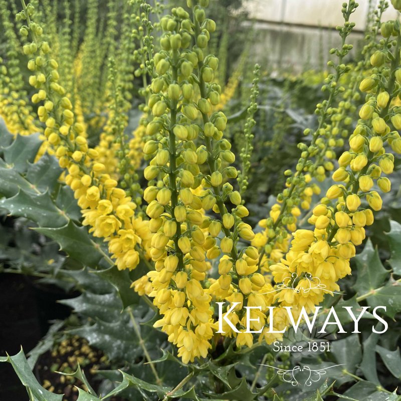 Mahonia x media 'Winter Sun' (3 litre pot)