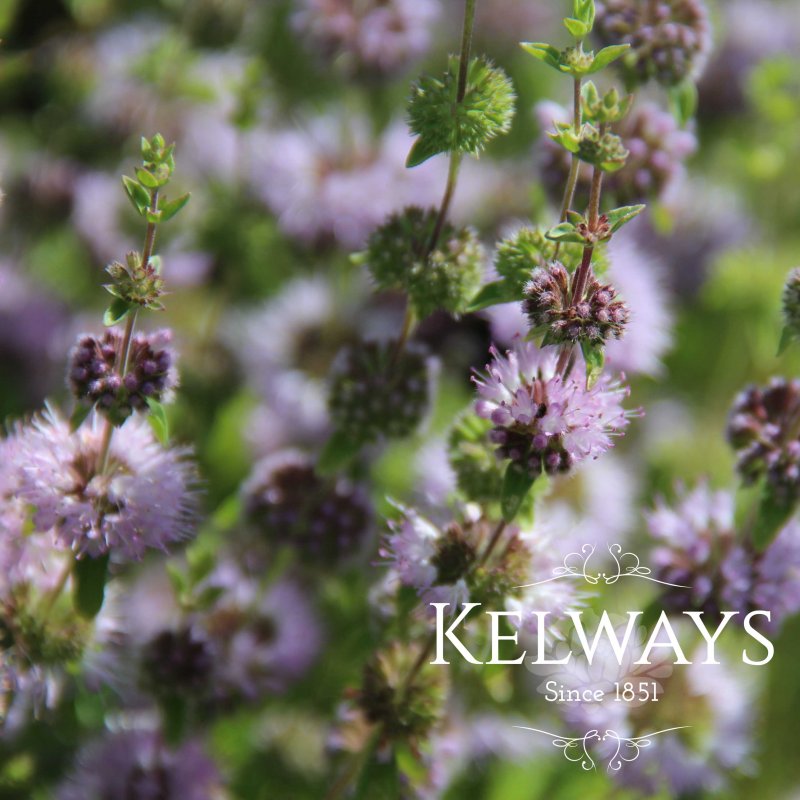 Mentha pulegium