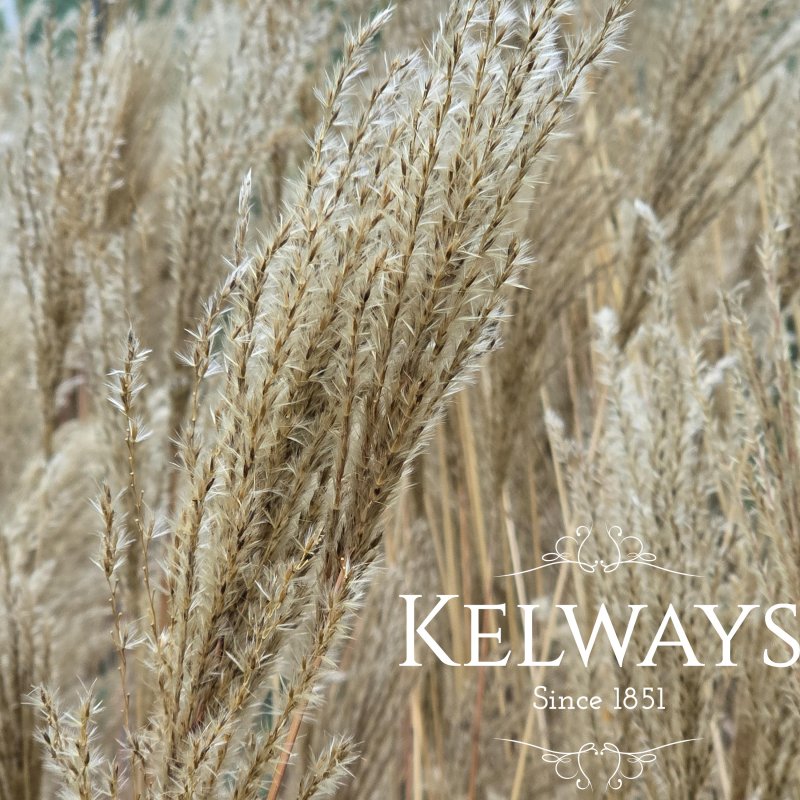 Miscanthus sinensis 'Ferner Osten'