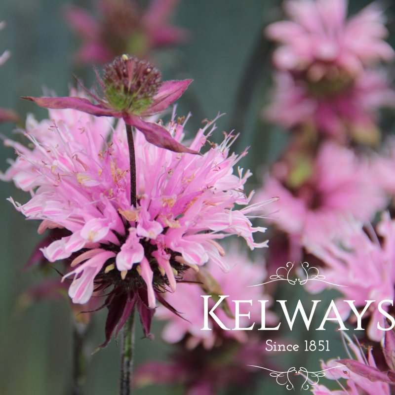 Monarda 'Beauty of Cobham'