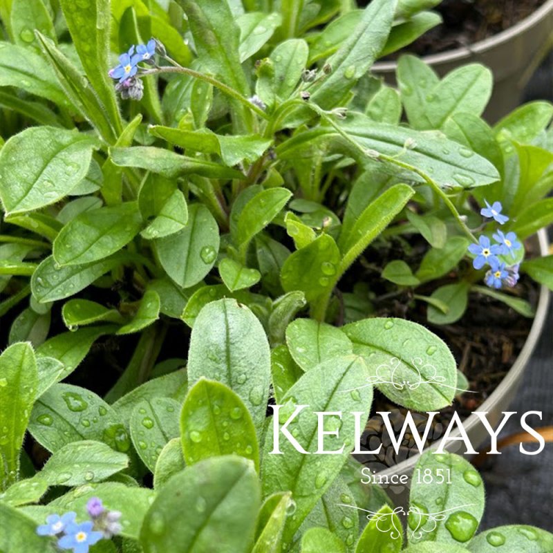 Myosotis sylvatica