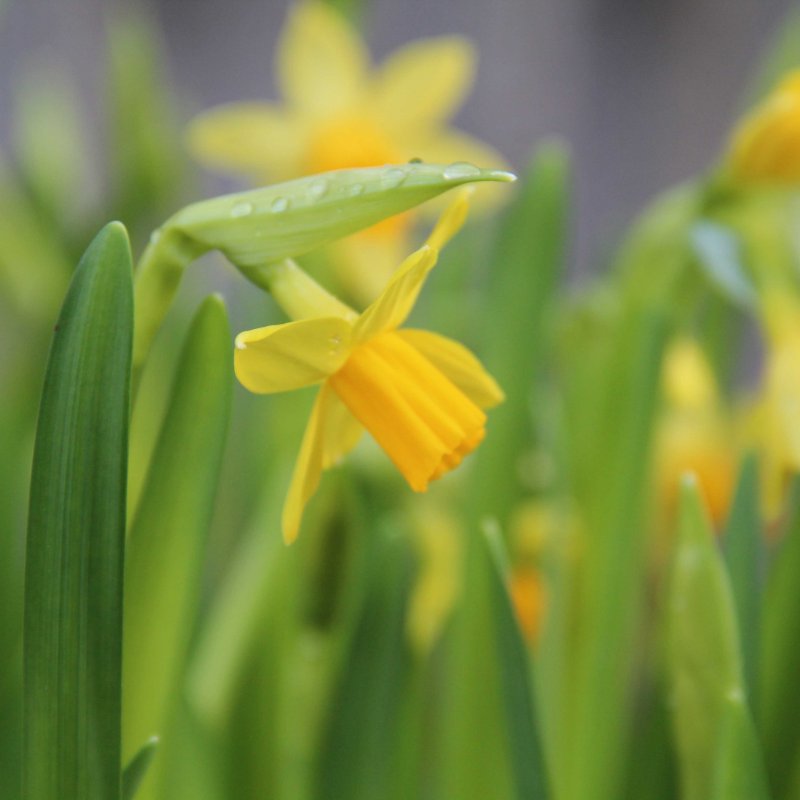 Narcissus 'Tete-a-Tete' (12)