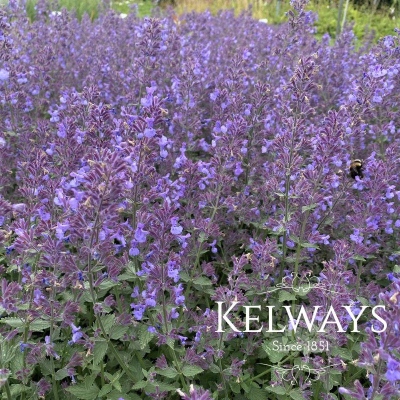 Nepeta x faassenii Junior Walker ('Novanepjun' PBR)