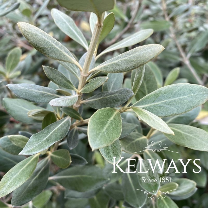 Olearia traversiorum