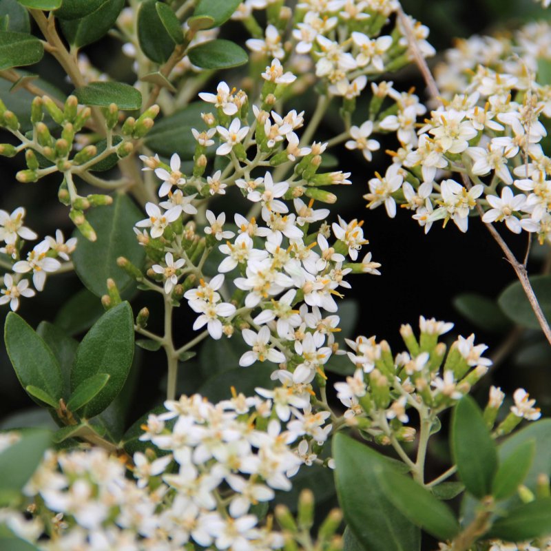 Olearia x haastii