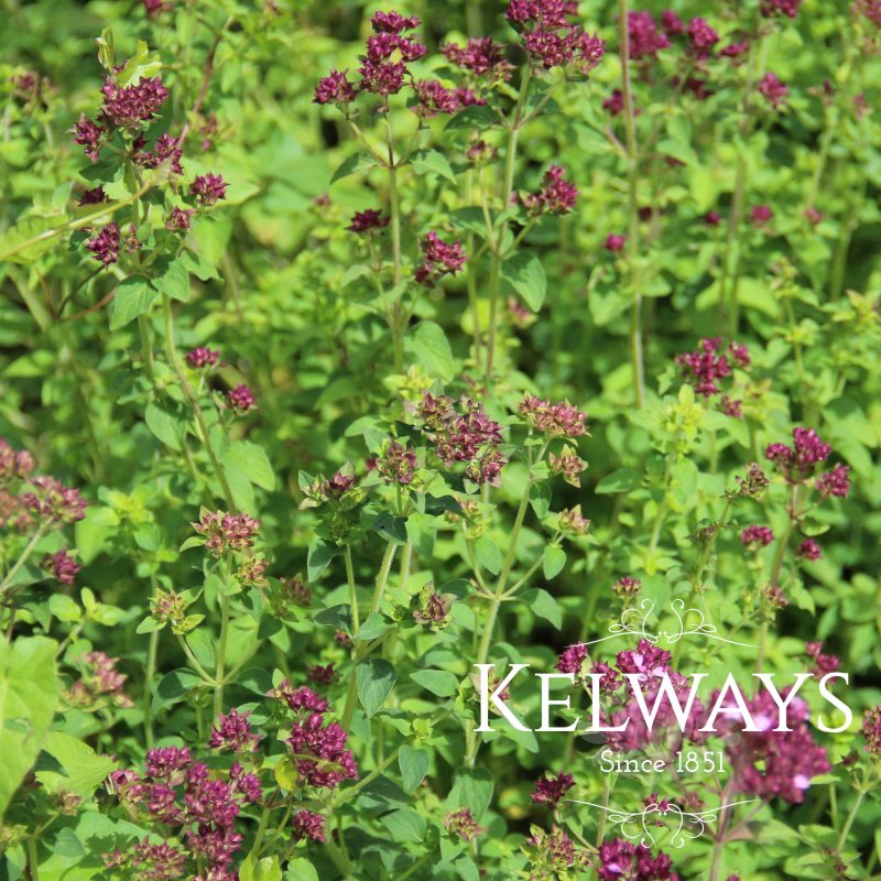 Origanum vulgare