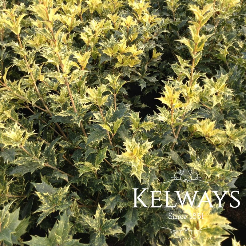 Osmanthus heterophyllus 'Goshiki' (v)