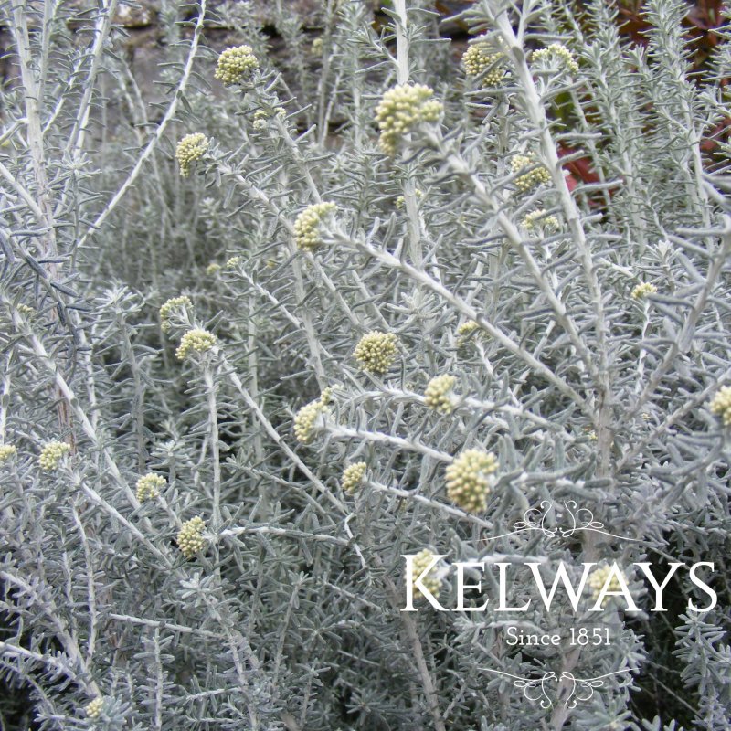 Ozothamnus rosmarinifolius 'Silver Jubilee'