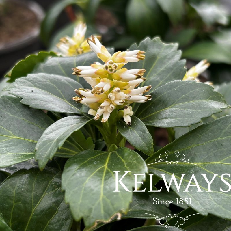 Pachysandra terminalis 'Green Carpet'