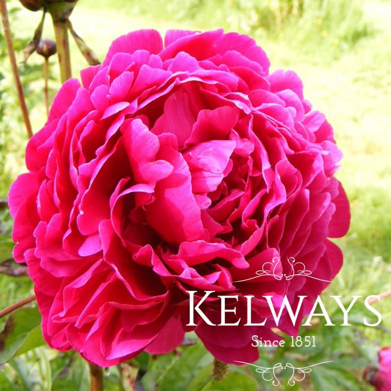 Paeonia lactiflora 'Felix Crousse'