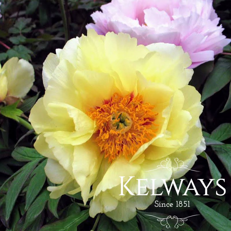 Paeonia x lemoinei 'High Noon' (S)