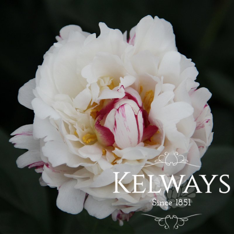 Paeonia lactiflora 'Boule de Neige'