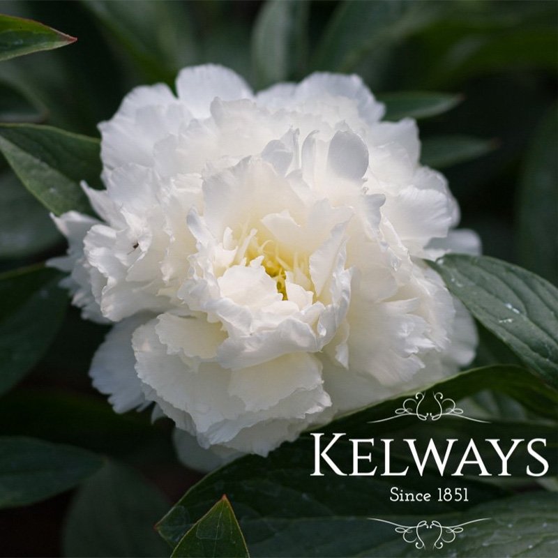 Paeonia lactiflora 'Fairy's Petticoat'