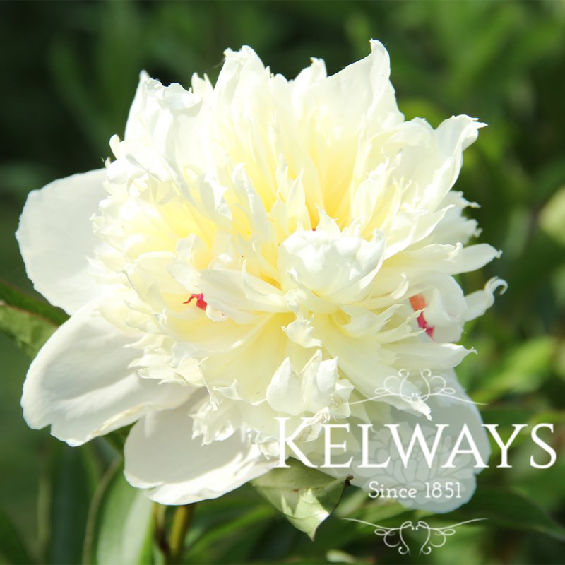 Paeonia lactiflora 'Primevere'