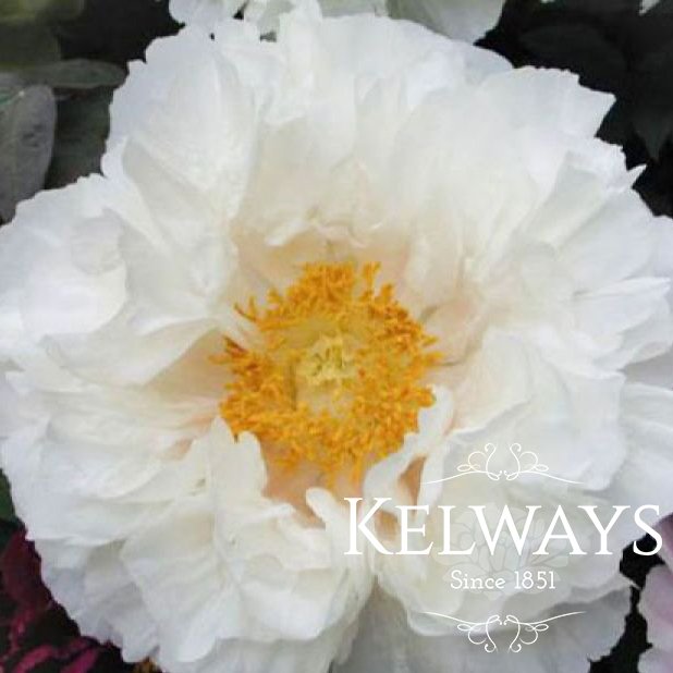 Paeonia x suffruticosa 'Mrs William Kelway' (S)